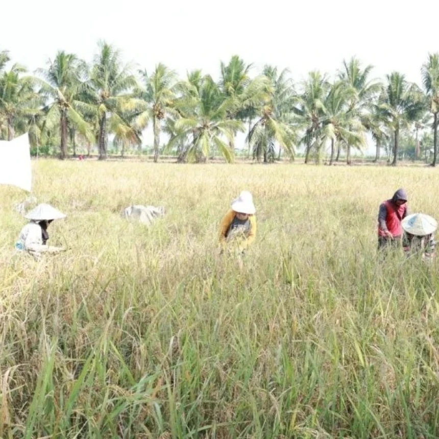 Kemarau Panjang Ancam Pertanian, Hama Baru Bermunculan dan Risiko Gagal Panen Kian Nyata