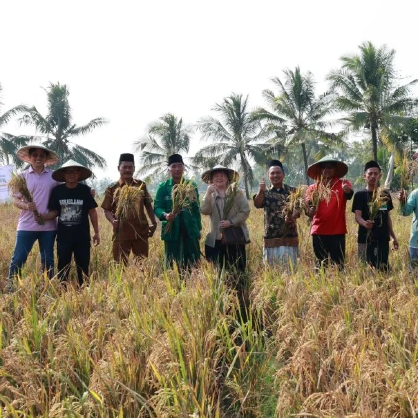 Pupuk Organik Hasilkan Beras NU Berkualitas, Hama Berkurang dan Panen Lebih Cepat