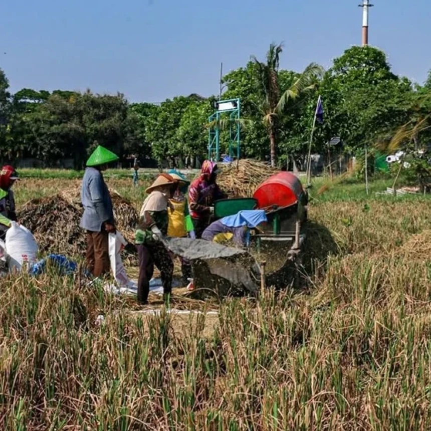 Petani Keluhkan Irigasi Minim dan Harga Hortikultura Tak Menentu saat Kemarau