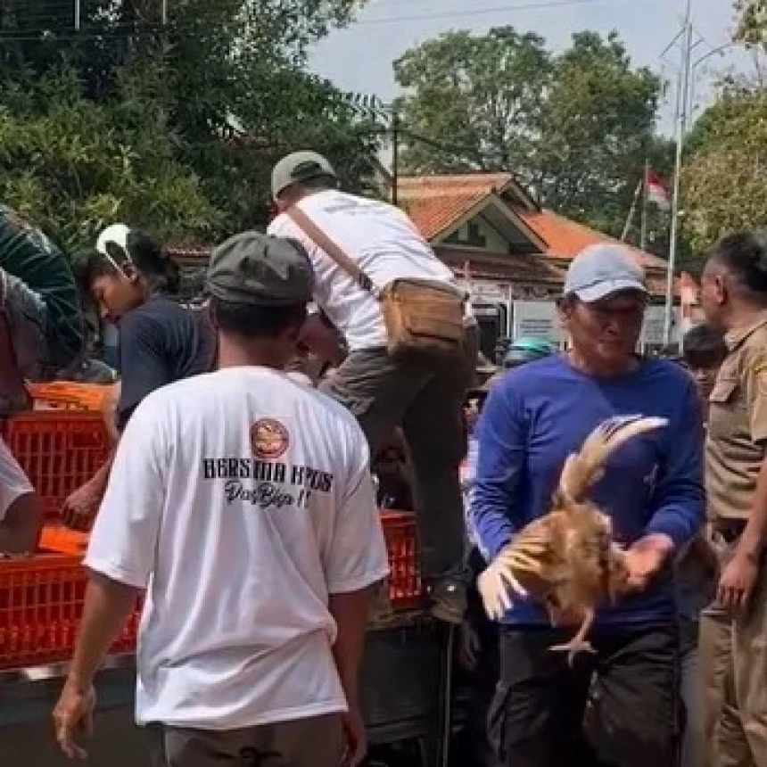 Peternak di Sejumlah Daerah Menjerit Pakan Ternak Naik, Gelar Aksi Bagi-Bagi Ayam dan Telur Gratis
