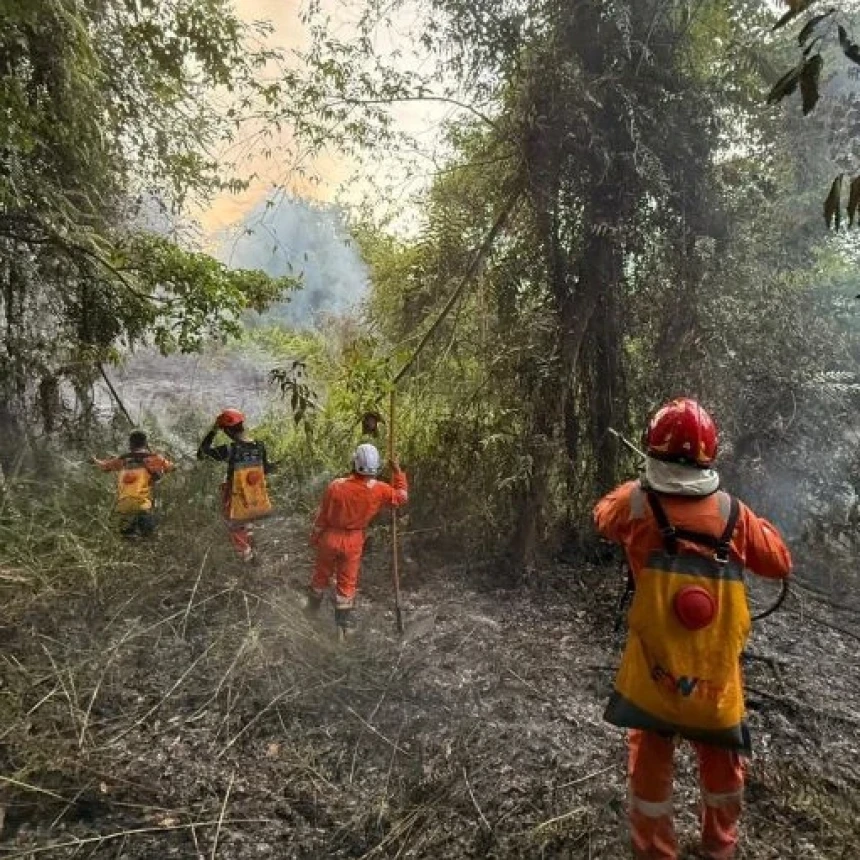 Kebakaran Hanguskan 2 Hektare Hutan di Kaltara, BNPB: Penyebab dalam Penyidikan