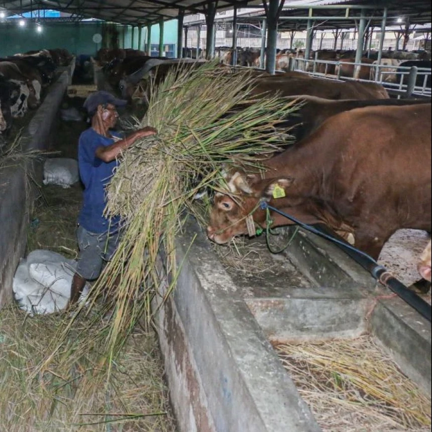 Peternakan di Kota Bekasi Rawat Ribuan Sapi untuk Idul Kurban 2026