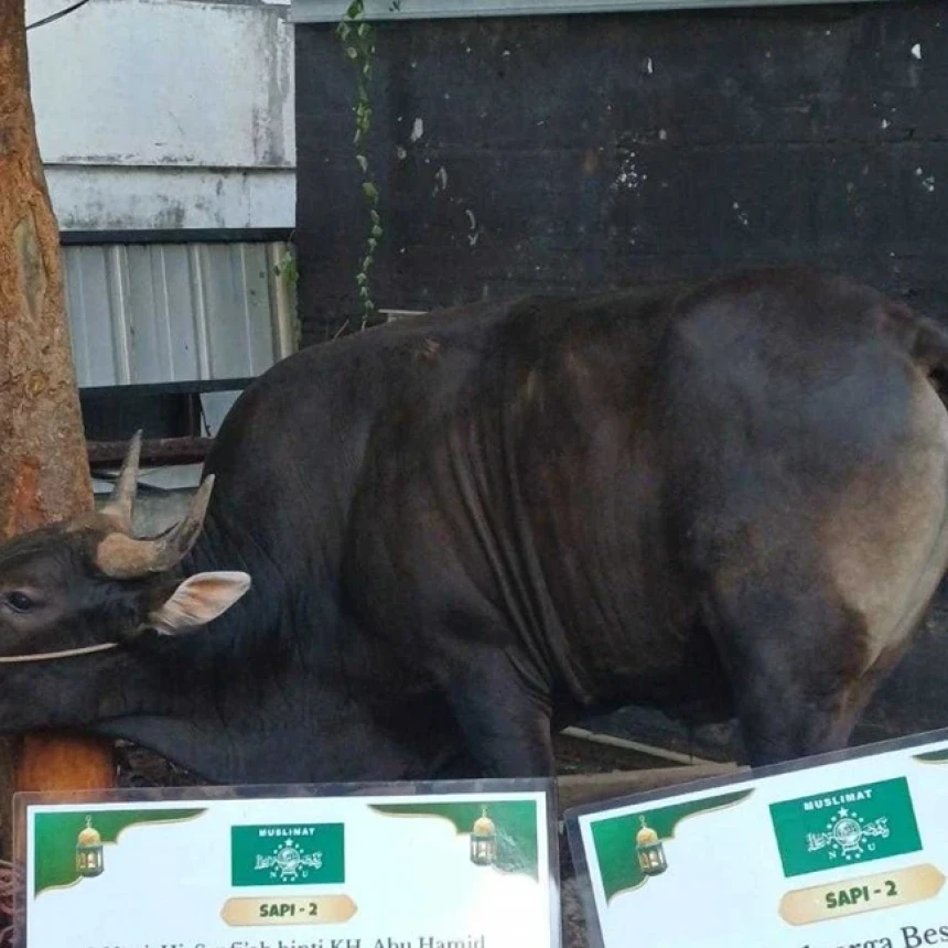 Idul Adha, Muslimat NU Distribusikan 19 Ekor Sapi dan 3 Ekor Kambing ke Sejumlah Daerah
