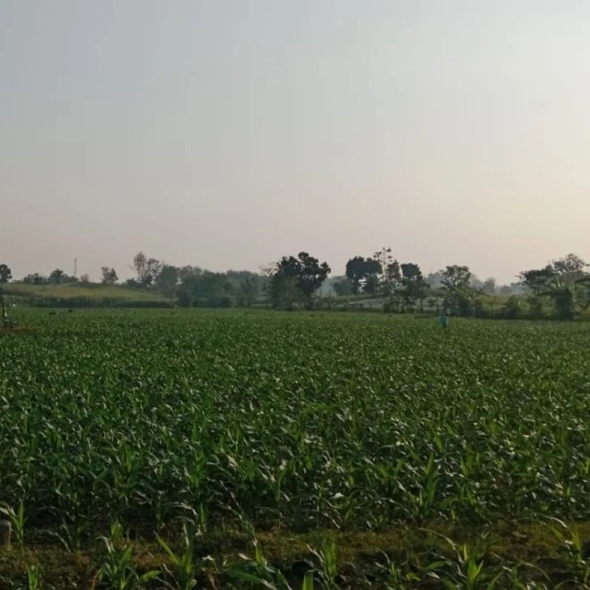 Petani Rentan Terdampak Kemarau Panjang, Teknologi Jadi Kebutuhan Mendesak Atasi Kekeringan