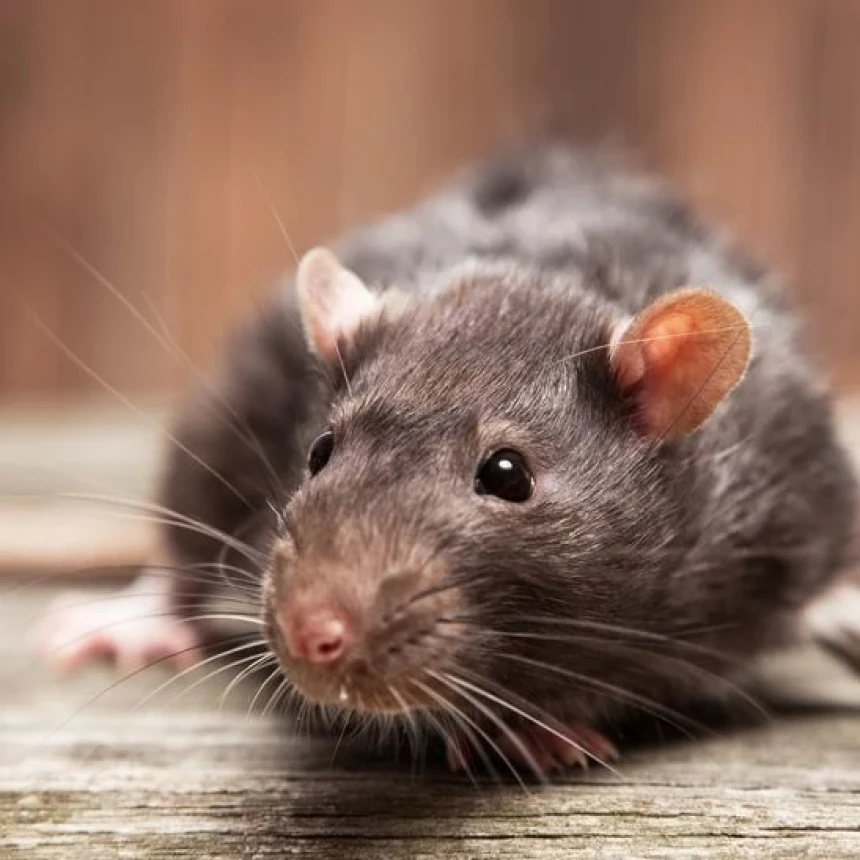 Hukum Membasmi Tikus dan Caranya