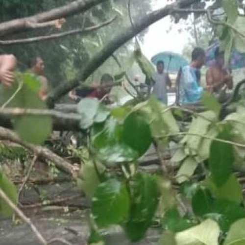 Gerak Cepat, Banser di Ponorogo Evakuasi Pohon Tumbang yang Tutup Jalan