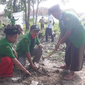Peduli Lingkungan, Ansor-Banser di Sampang Tanam 10 Ribu Pohon