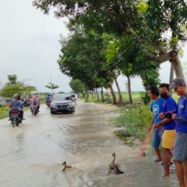 Protes Banjir, Puluhan Pemuda di Lamongan Giring Bebek