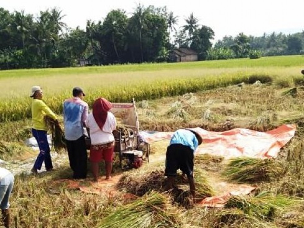 DPRD Jatim: Impor Beras Membunuh Petani Lokal