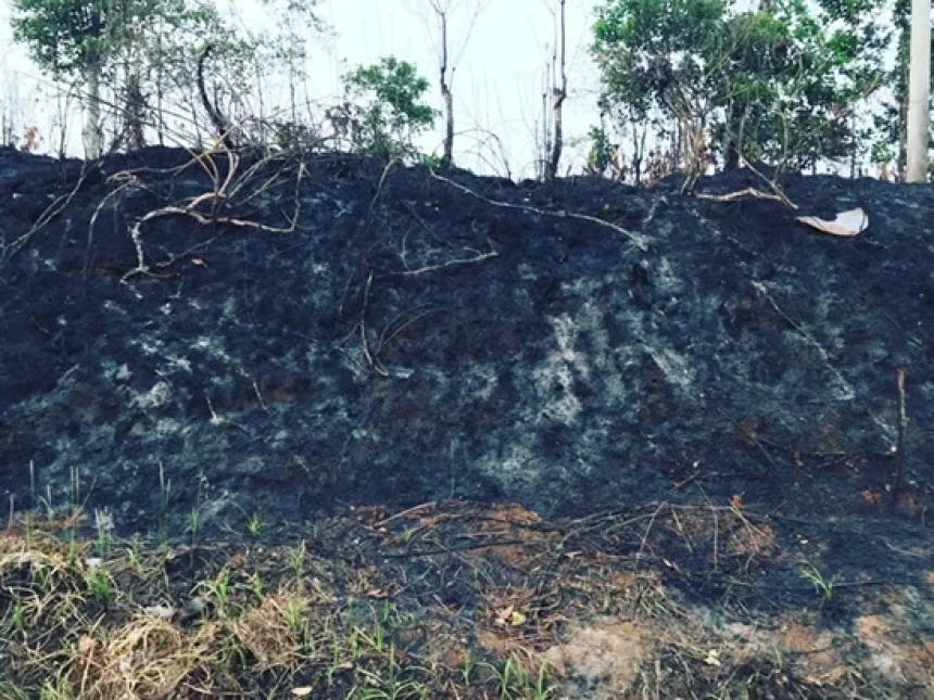 1.240 Hektar Lahan dan Hutan Terbakar di Jambi, Ini 3 Faktor Utama Penyebabnya