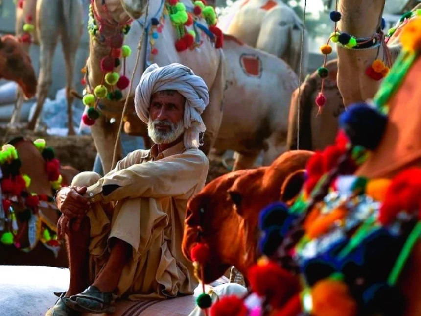 Tradisi Unik Idul Adha di Pakistan, Hewan Kurban Dirias Sebelum Disembelih