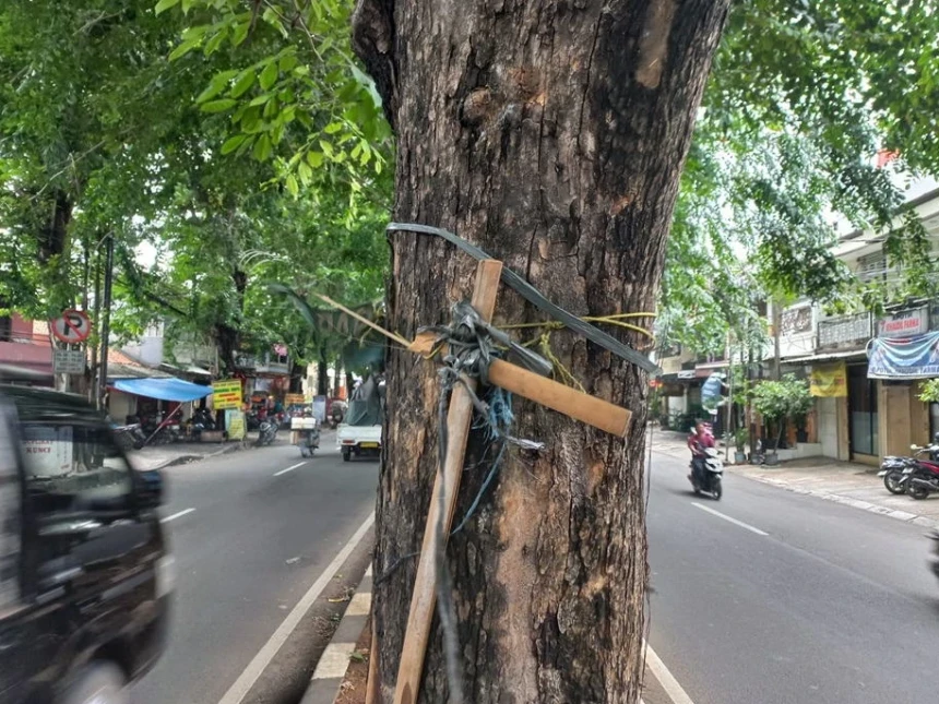 Bambu, Tali, dan Paku Bekas APK Pemilu 2024 Masih Menempel di Pohon