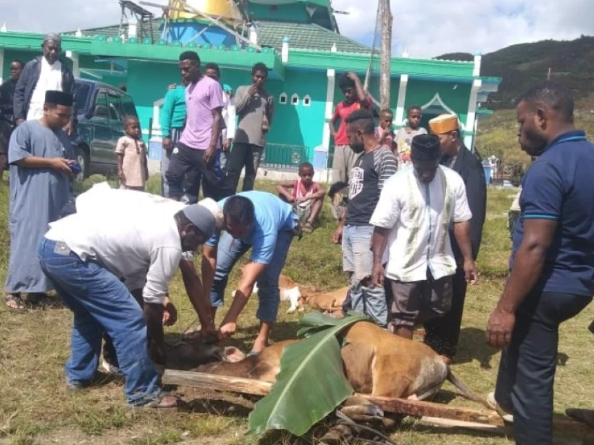 PWNU Papua Salurkan Hewan Kurban ke PCNU dan Pesantren