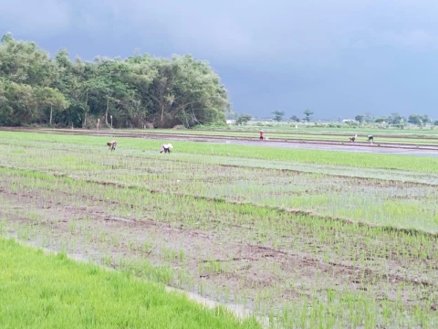 Keluhan Para Petani Jelang Panen di Musim Hujan: Area Persawahan Banjir dan Padi Dimakan Tikus