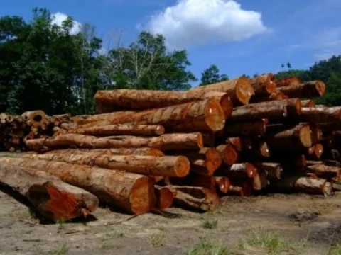 Cabut Izin Perusahaan di Sumatra Dinilai Gimik dan Berpotensi Perparah Kerusakan Hutan