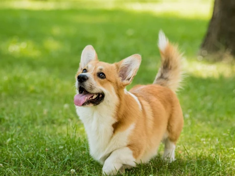Sering Waswas Terkena Najis Anjing? Begini Penjelasan dan Solusinya Menurut Ulama