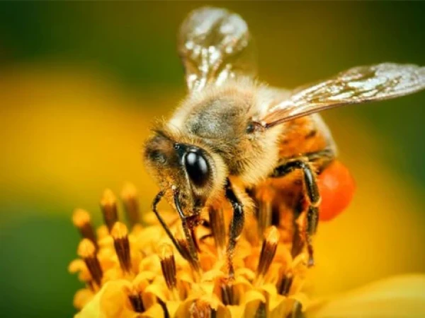 Manusia Mukmin Bagaikan Lebah