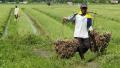 Persoalan Besar Petani di Indonesia
