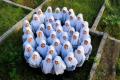 Pesantren Penjaga Kedaulatan Bahasa