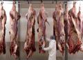 Belgia Larang Penyembelihan Hewan secara Halal