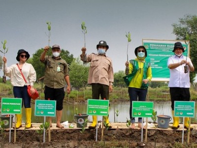 2021, BRGM Targetkan Rehabilitasi 483 Ribu Hektar Mangrove di 9 Provinsi 