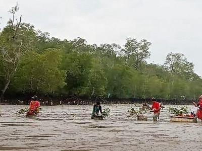 Tiga Unsur dalam Ekosistem Mangrove yang Wajib Diketahui