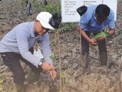 BRGM Tanam Mangrove 15 Hektar di Desa Sukabaru Kalbar