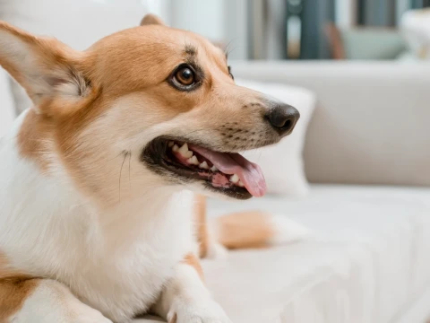 Lupa Menyucikan Najis Anjing Selama Bertahun-Tahun, Bagaimana Hukumnya?