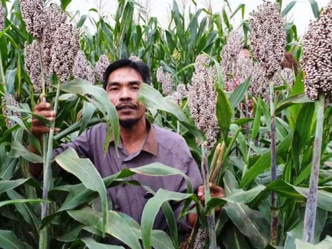 Ketua Asosiasi Petani Sorgum di Jombang Tawarkan Jalan Keluar dari Krisis Pangan