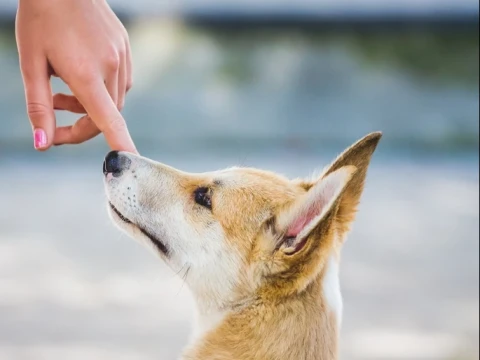 Penularan Infeksi pada Anjing Peliharaan dalam Tinjauan Thibbun Nabawi