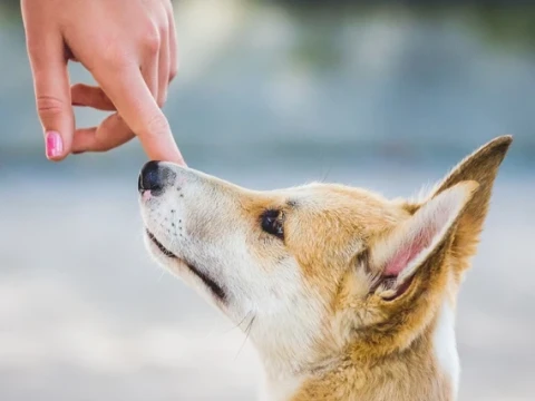 Bersalaman dengan Nonis Pemelihara Anjing, Najiskah?