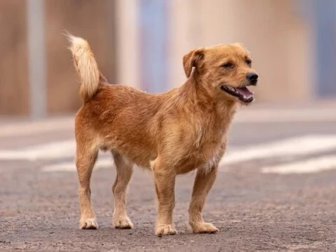 Larangan Menyiksa Hewan dalam Islam, Sekalipun Anjing