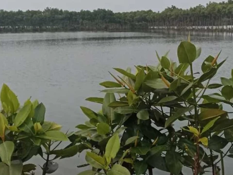Petani Tambak Pantura Menjerit: Banjir Rob Bikin Gagal Panen, Mata Pencarian Hilang, hingga Rumah dan Lingkungan Rusak