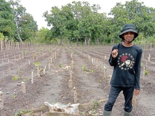 Melihat Usaha Tanaman Kelor Kader Muda NU Bulukumba