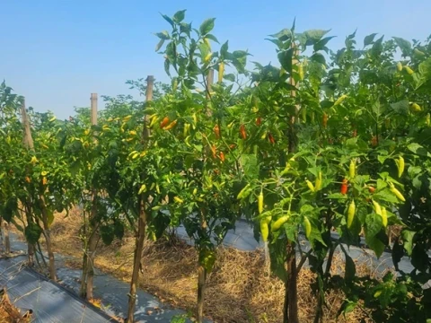 Petani Cabai Rembang: Harga Tinggi Bantu Tutupi Biaya Produksi