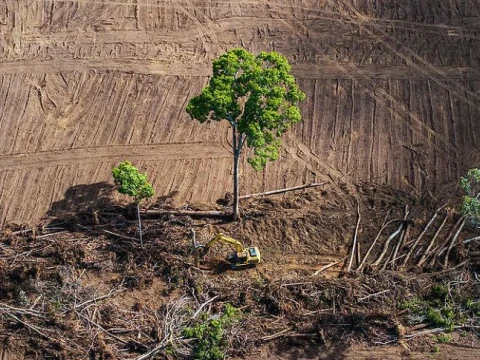 Film Pesta Babi Bongkar Kerusakan Hutan Papua, Greenpeace Soroti Perampasan Tanah Adat demi PSN