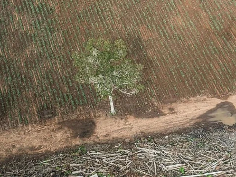 Greenpeace: Hutan Papua Dikorbankan demi Penuhi Pasar Energi Hijau Global