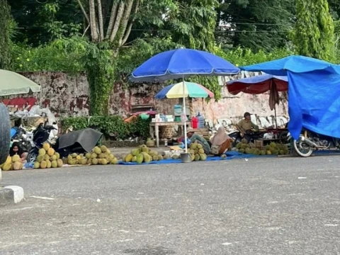 Berburu Durian di Bungo-Jambi, Harga Murah dan Matang di Pohon