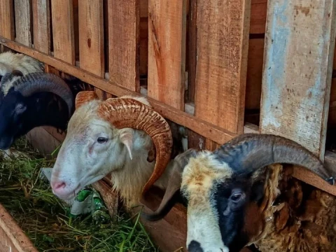 Hukum Berkurban dengan Kambing Kerdil