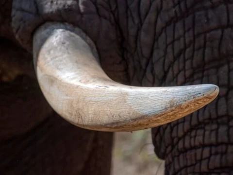 Hukum Pipa Gading Gajah Menurut Empat Madzhab