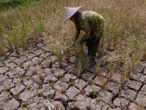 Pemerintah Klaim Stok Beras Aman, Pakar Pertanian UGM Soroti Risiko Gagal Panen saat Kemarau
