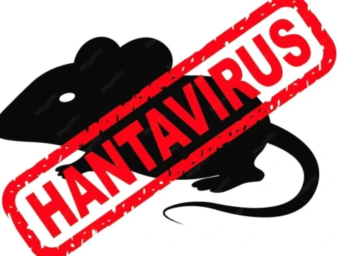 Waspada, Infeksi Hantavirus dari Tikus Bisa Serang Paru-Paru dan Ginjal Sekaligus
