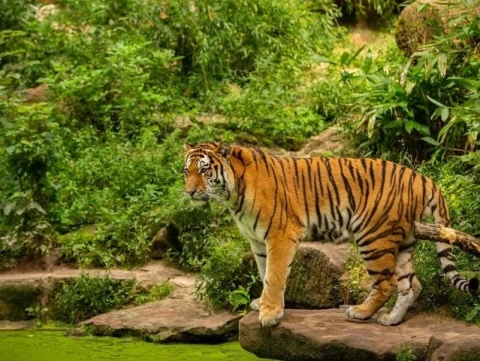 Dua Orang Tewas Diterkam Harimau di Riau, Walhi Desak Pemulihan Habitat