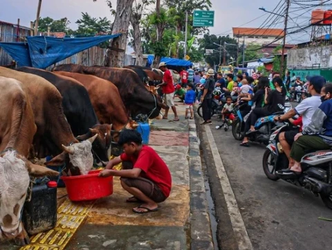 Fenomena Jelang Idul Adha: Jualan Hewan Kurban di Trotoar Jadi Tontonan Warga