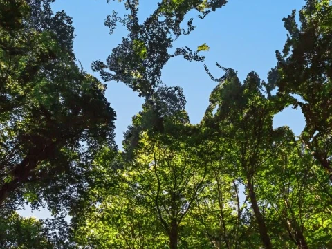 Khutbah Jumat: Jangan Hanya Meminta Hujan, Rawat Juga Alam