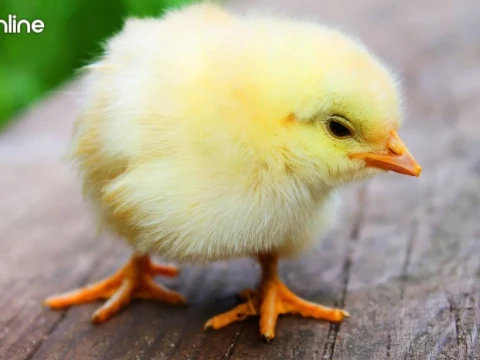 Viral Anak Ayam Jadi Suvenir Pernikahan, Begini Hukumnya dalam Islam