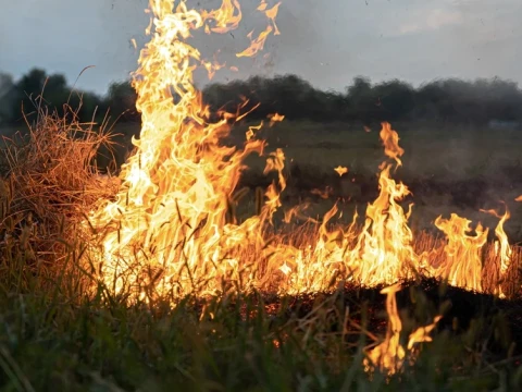 Kebakaran Hutan dan Kekeringan Semakin Meluas, Tata Kelola Ekosistem DInilai Berantakan