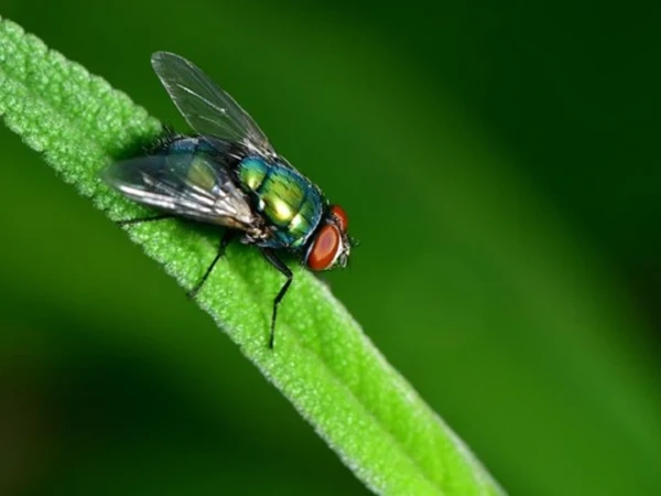 Lalat dan Rahasia di Balik Peciptaannya