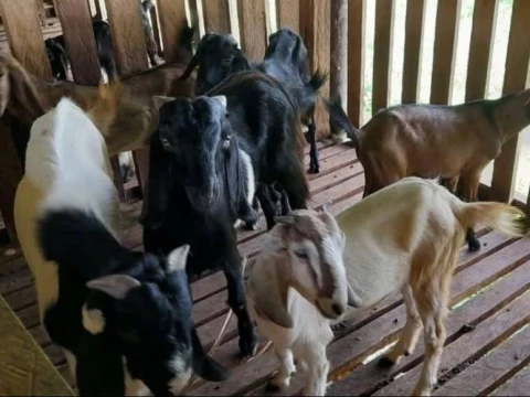 Dayah Mahyal Ulum Al-Aziziyah Banda Aceh Kembangkan Peternakan Kambing