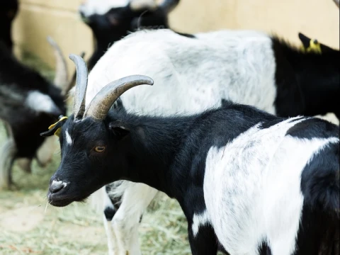Pandangan Ulama Soal Penyembelihan dan Distribusi Dam Haji Tamattu